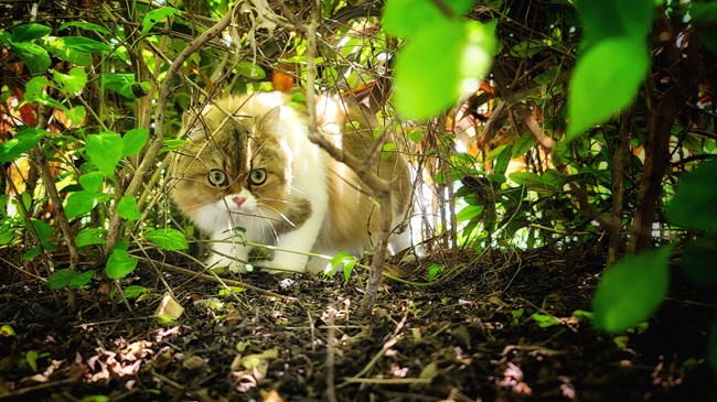 貓的成長歷程（二）