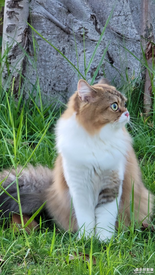 貓的成長歷程（二）