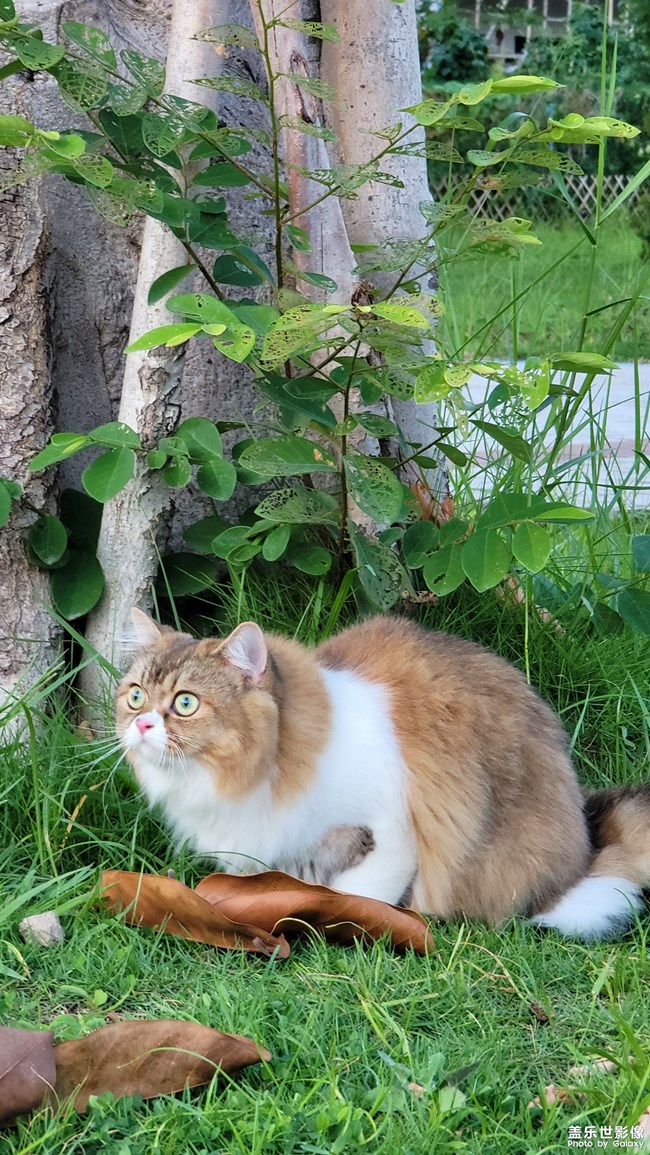 貓的成長歷程（二）