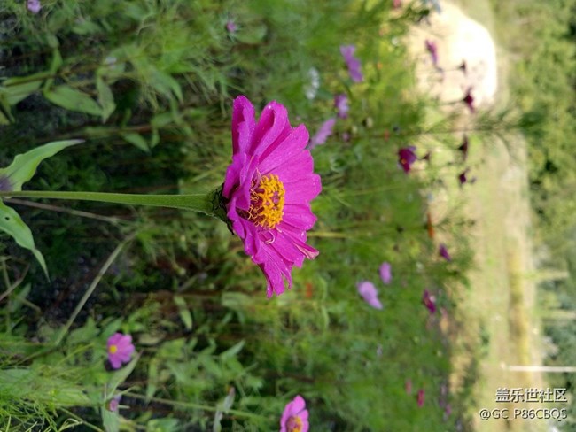 【學(xué)習(xí)&工作】用三星設(shè)備學(xué)習(xí)攝影棒棒噠！