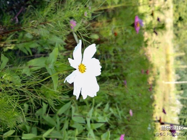 【學(xué)習(xí)&工作】用三星設(shè)備學(xué)習(xí)攝影棒棒噠！