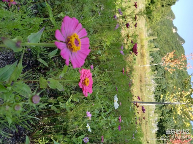 【學(xué)習(xí)&工作】用三星設(shè)備學(xué)習(xí)攝影棒棒噠！