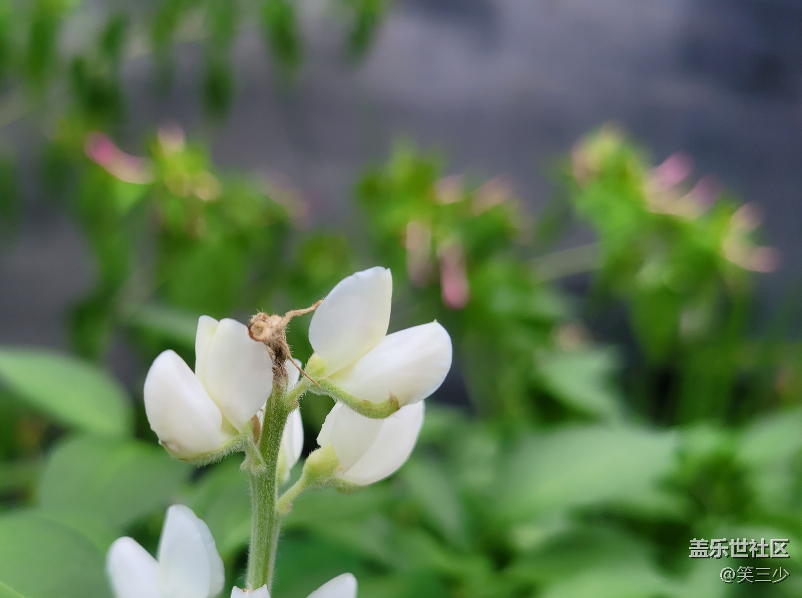 #初秋時(shí)節(jié)——那些花