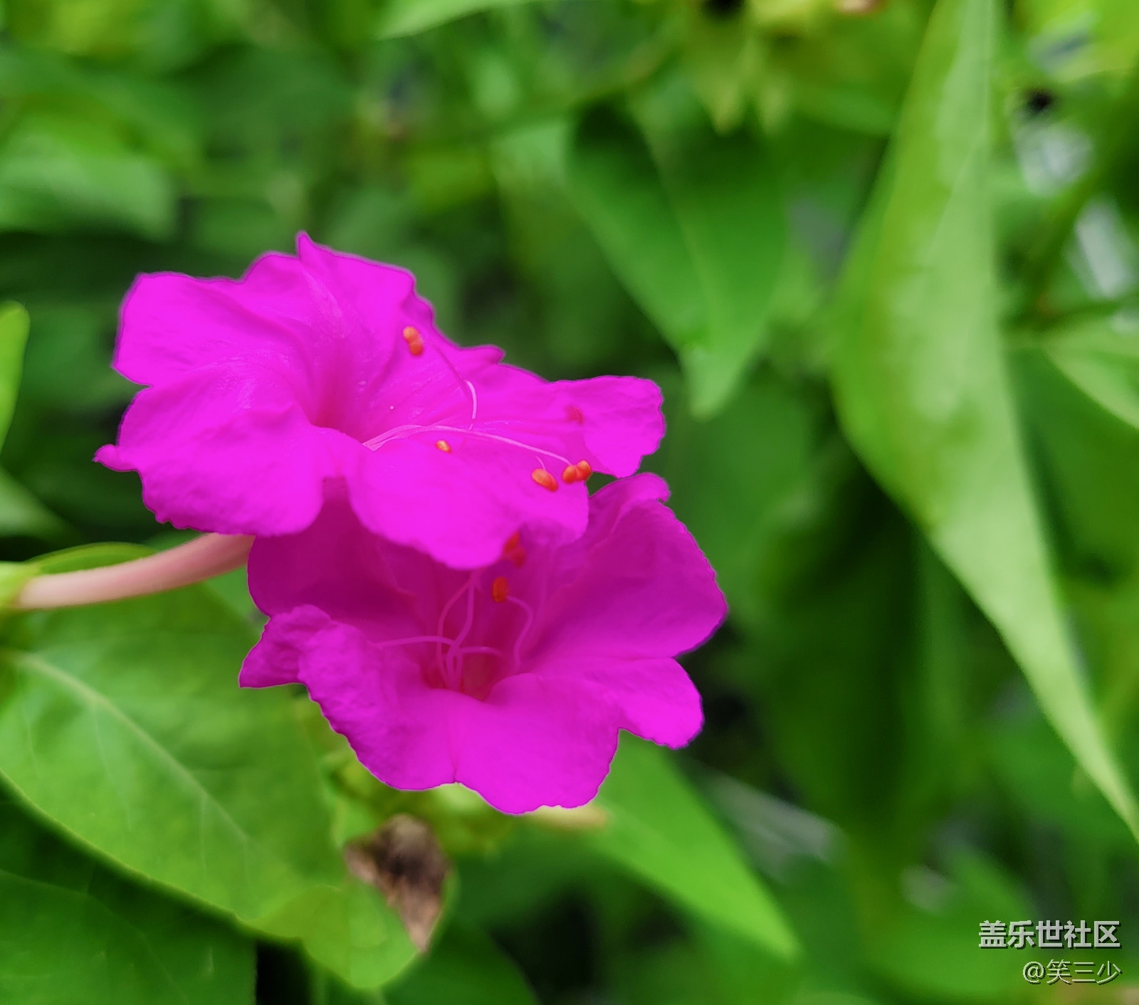 #初秋時(shí)節(jié)——那些花