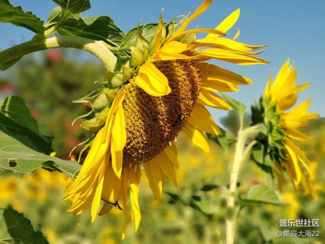 #初秋時節(jié)——秋天了來