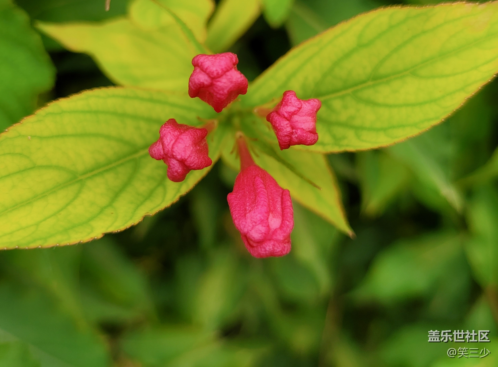 #初秋時(shí)節(jié)——那些花