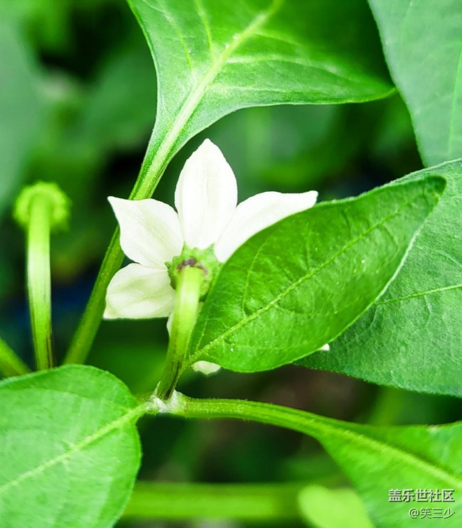 #初秋時(shí)節(jié)——那些花