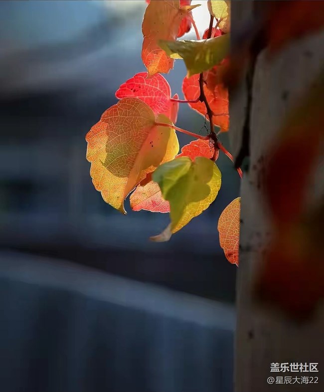 #初秋時節(jié)——秋天了來