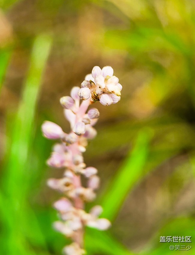 #初秋時(shí)節(jié)——那些花