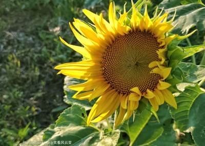 GalaxyS10+ 向日葵（二）