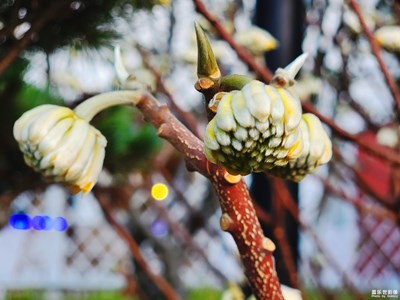 【隨走隨拍】+S21U喚影