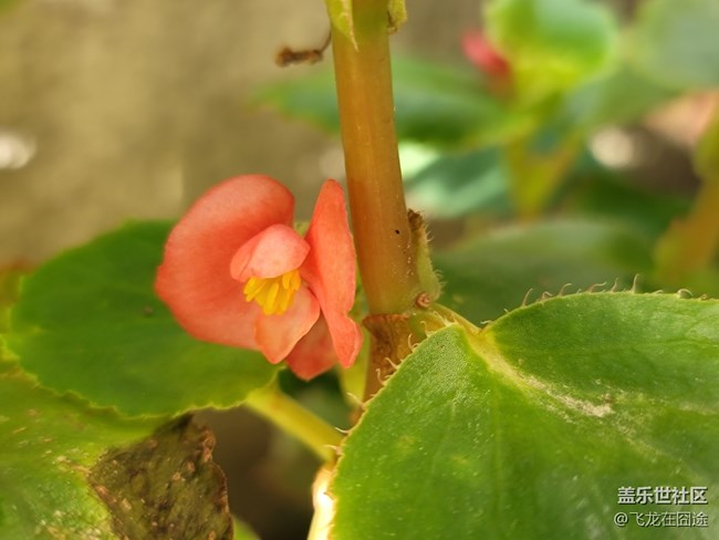 #初秋時(shí)節(jié)——雨后