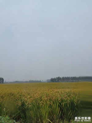 金色季節(jié)
