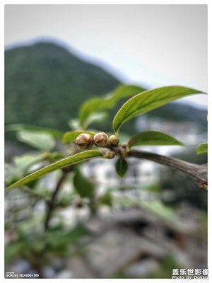 細致入秋