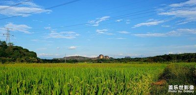 【城與鄉(xiāng)·稻花香里說(shuō)豐年】