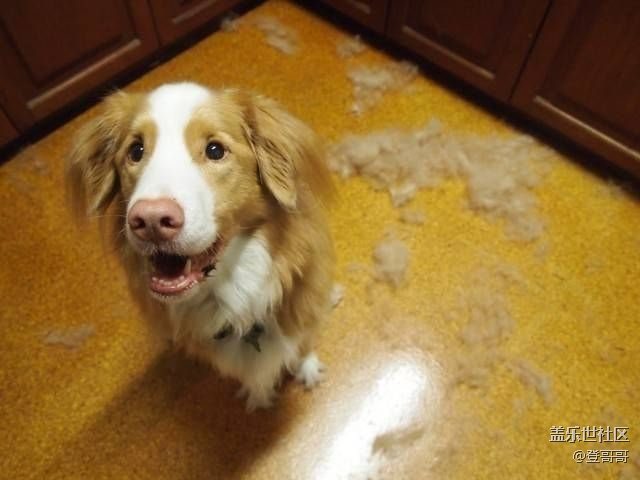 【寵物9月第三期】秋季寵物掉毛怎么辦？