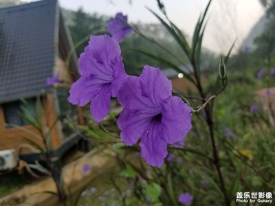 用拍照無敵的三星s8拍出最美的花！