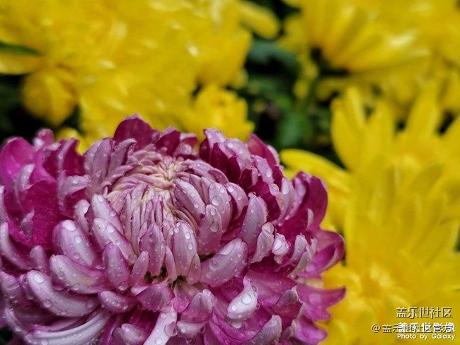 《每周星鮮事》 第81期:加入Z尊享匯 抽盲盒贏豐厚好禮!