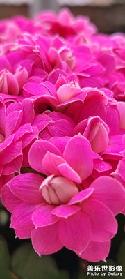 繁花似錦