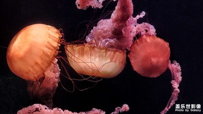 水母