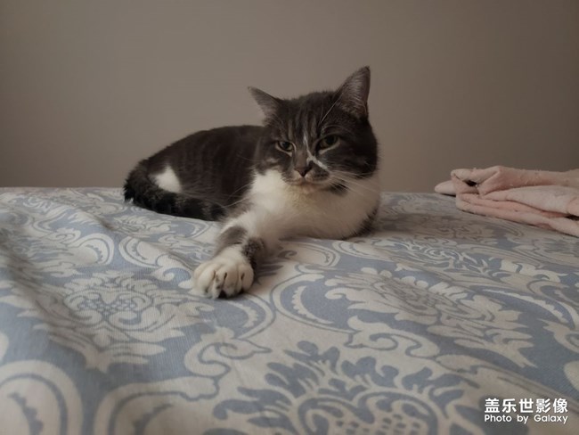 貓咪