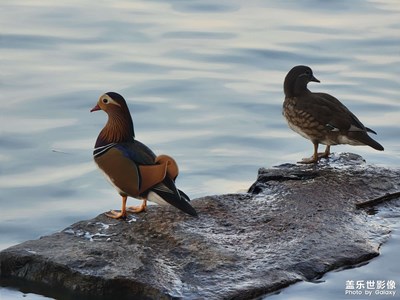 秋天到嘍(玉淵潭公園隨拍）