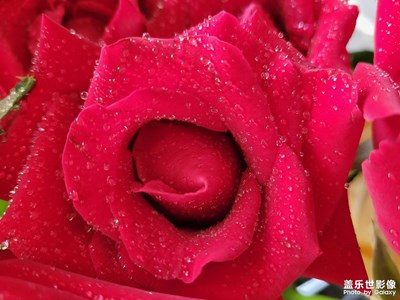 【影像從心】+玫瑰花