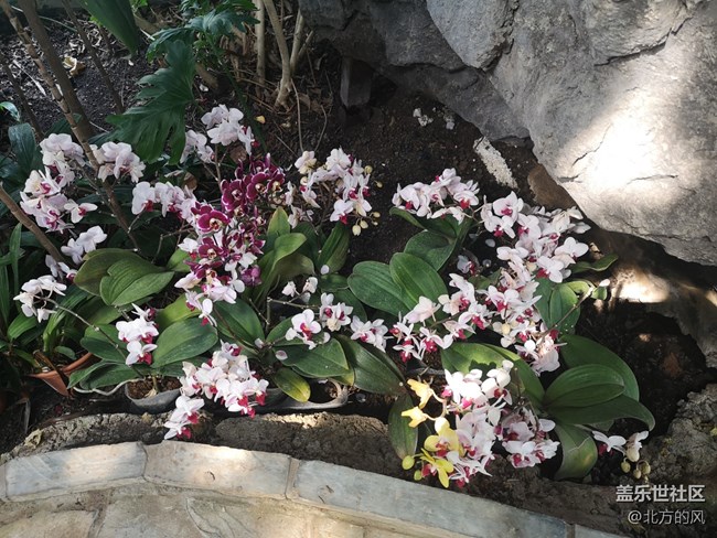 國慶游記分享---植物園