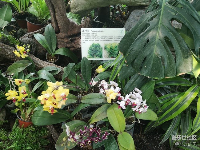 國慶游記分享---植物園