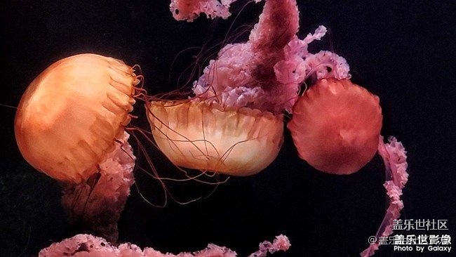 《每周星鮮事》 第82期:Galaxy Watch4系列評(píng)測(cè)招募 《每周星鮮事》 第82期:Galaxy Watch4系列評(píng)測(cè)招募