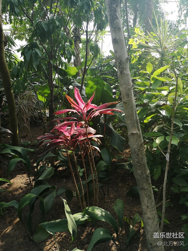 國慶游記分享---植物園