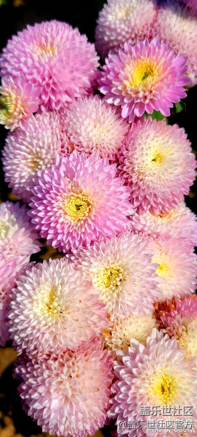 《每周星鮮事》 第82期:Galaxy Watch4系列評(píng)測(cè)招募 《每周星鮮事》 第82期:Galaxy Watch4系列評(píng)測(cè)招募