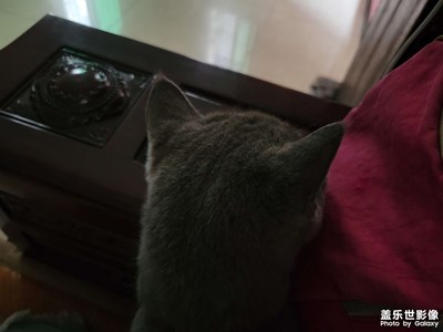 后腦勺
