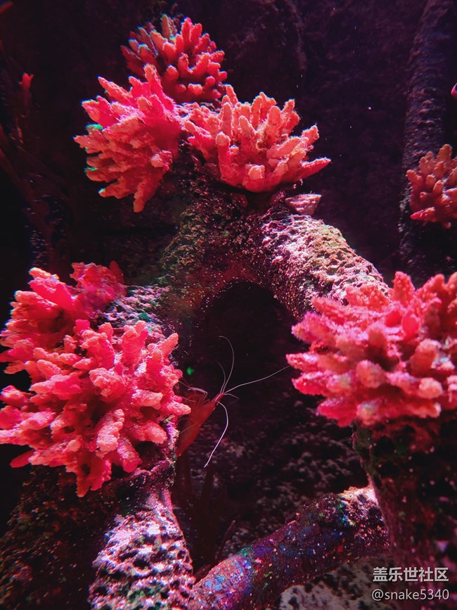 【心中的红色】+海洋生物