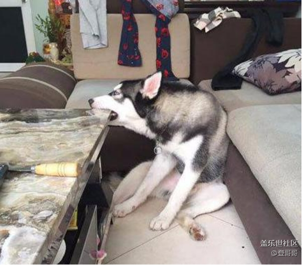 已開獎【寵物10月第一期】你家寵物拆家嗎？