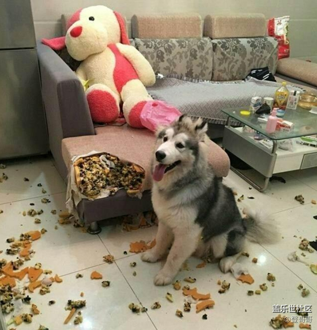 已開獎【寵物10月第一期】你家寵物拆家嗎？