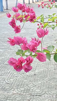 揭陽