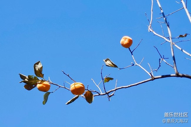 #假日隨拍——秋色