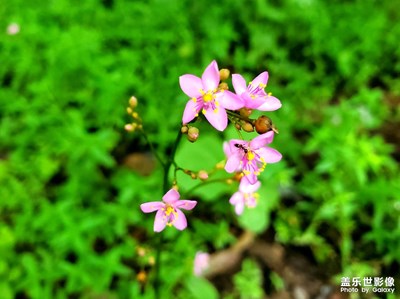 幾朵小小的野花
