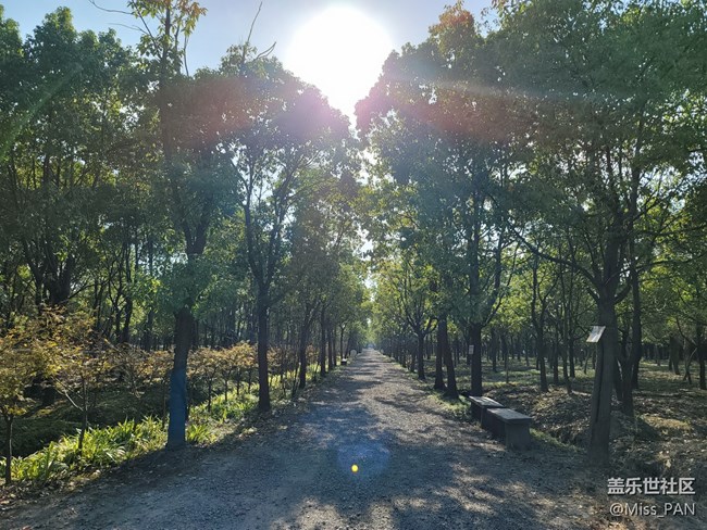 #假日隨拍——樹林