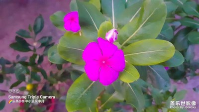 一朵小紅花