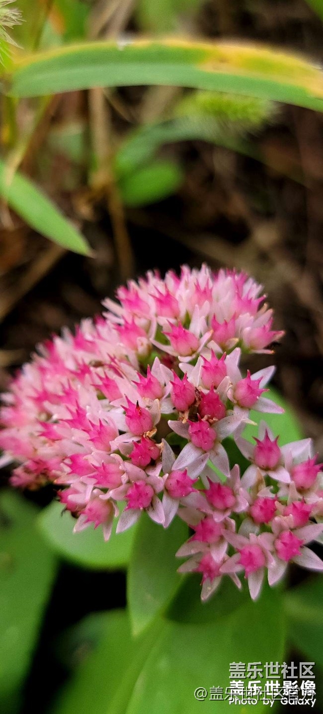 《每周星鮮事》 第84期:星鮮創(chuàng)造營(yíng)第十二期 絢麗開(kāi)營(yíng) 《每周星鮮事》 第84期:星鮮創(chuàng)造營(yíng)第十二期 絢麗開(kāi)營(yíng)