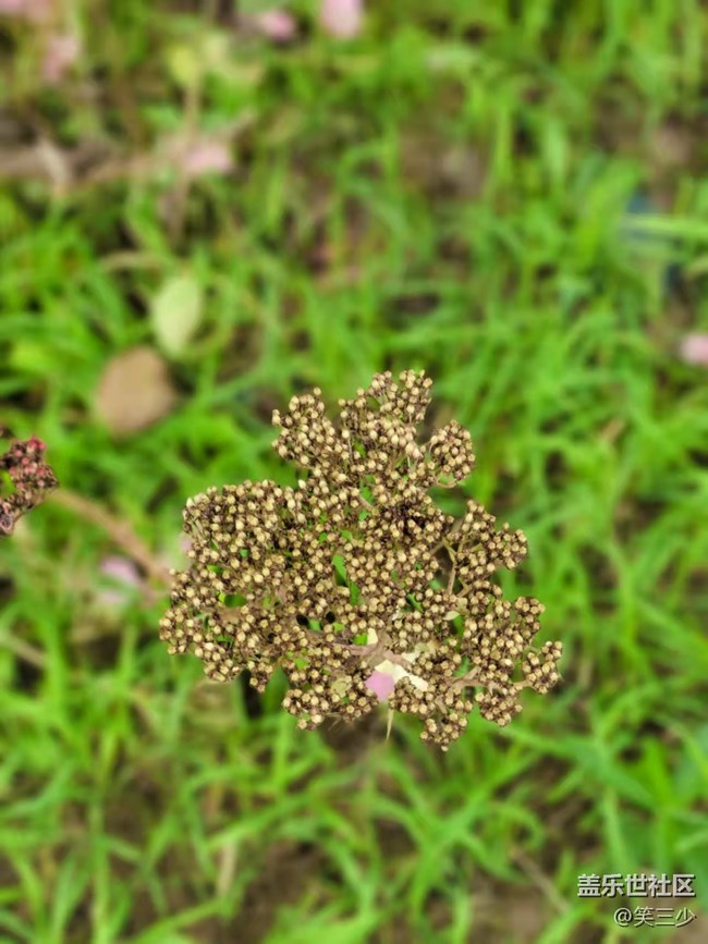 #holiday——小花小草