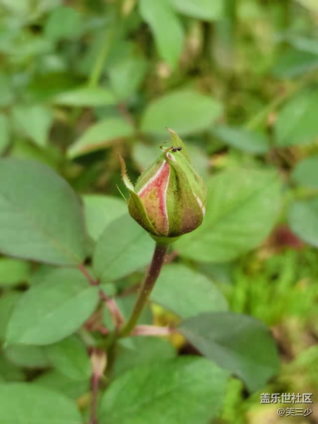 #holiday——小花小草