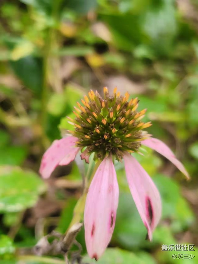 #holiday——小花小草