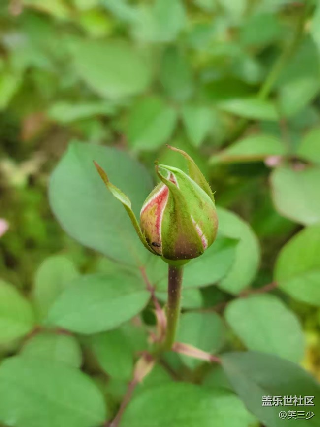 #holiday——小花小草