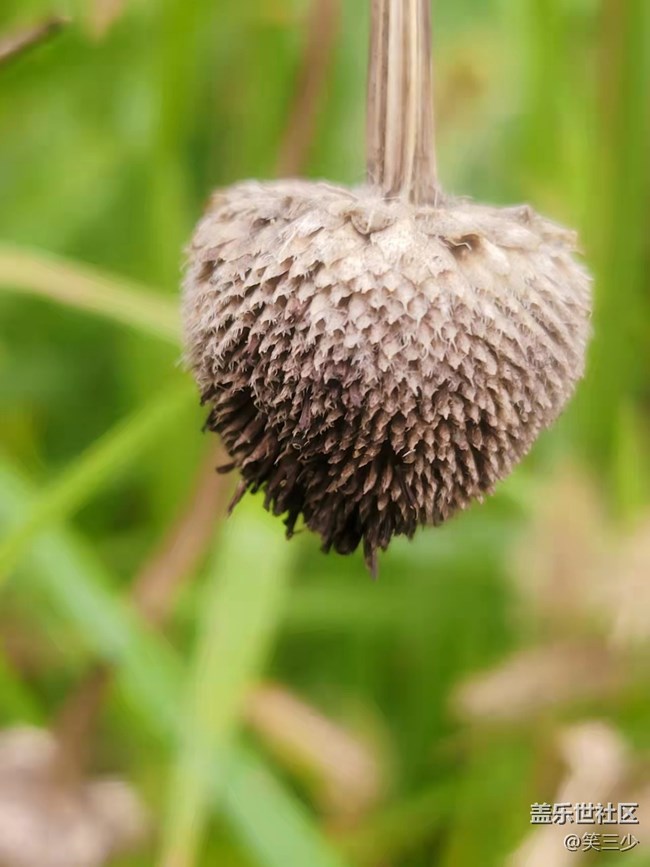 #holiday——小花小草