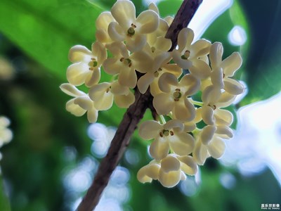 【nice day】+桂香撲鼻