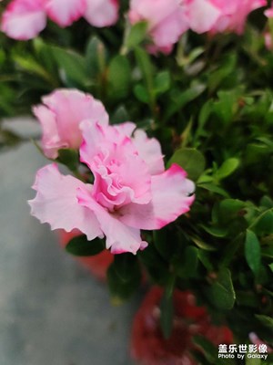 杜鵑花