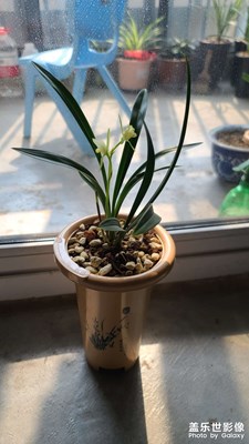 蘭花